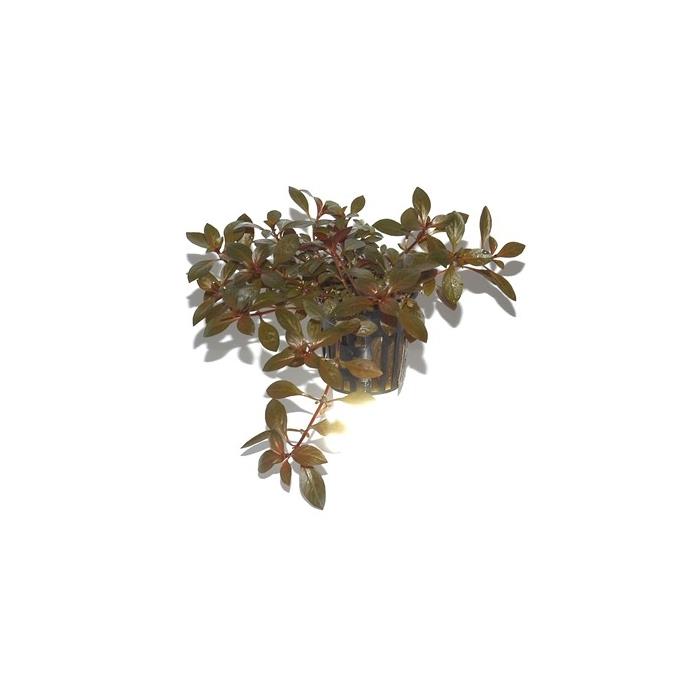 Ludwigia Repens Rubin Canlı Bitki Pot